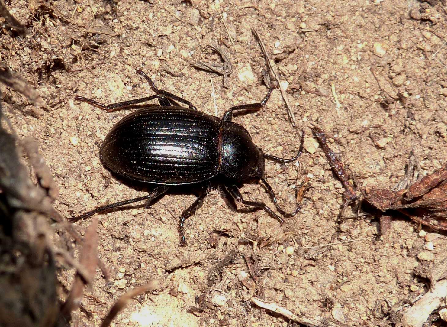 Tenebrionidae sardo: Probaticus ebeninus ebeninus